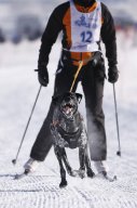 Lenk 2013